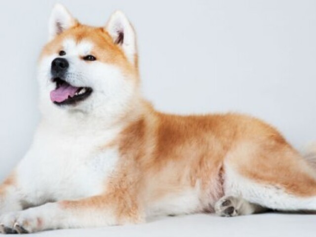 Akita Inu