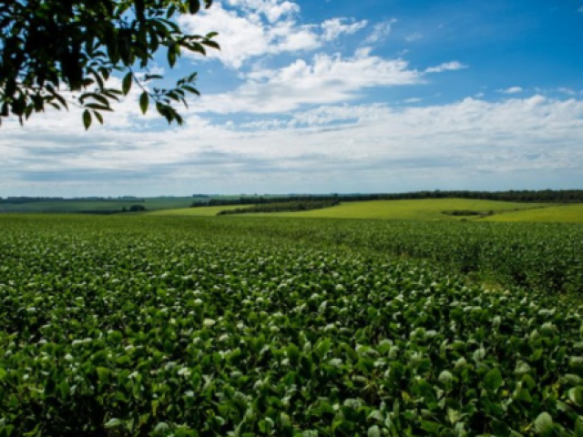 Campo/jardim