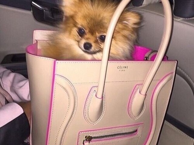 Um lulu da Pomerânia