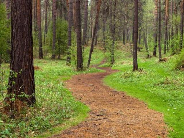 O caminho tortuoso e coberto de folhas pela floresta.