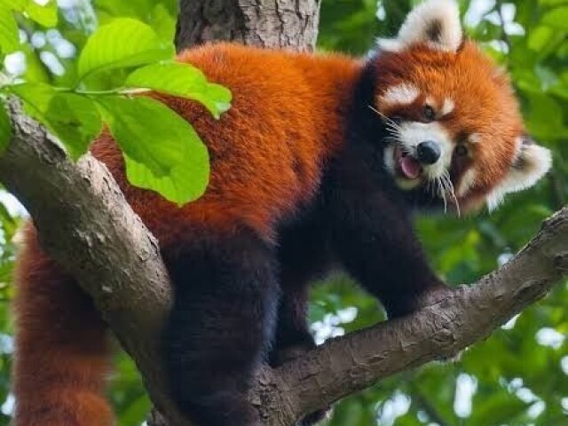 Panda vermelho