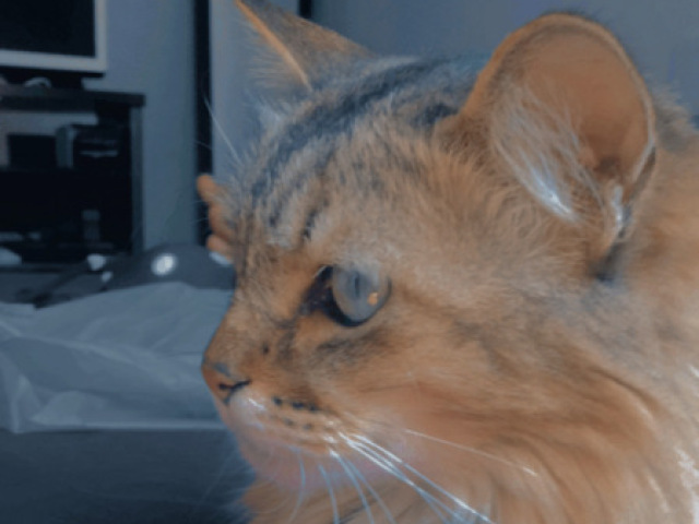 Gatos