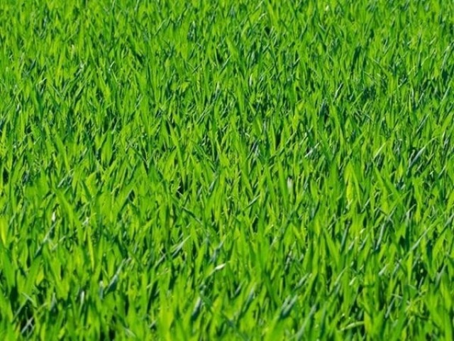 planta