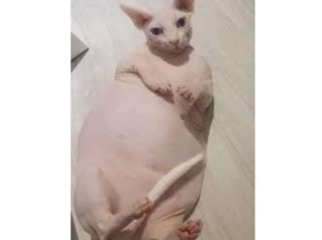 Adotar gatos, depilar e vender dizendo que é Don Sphynx(gato pelado)