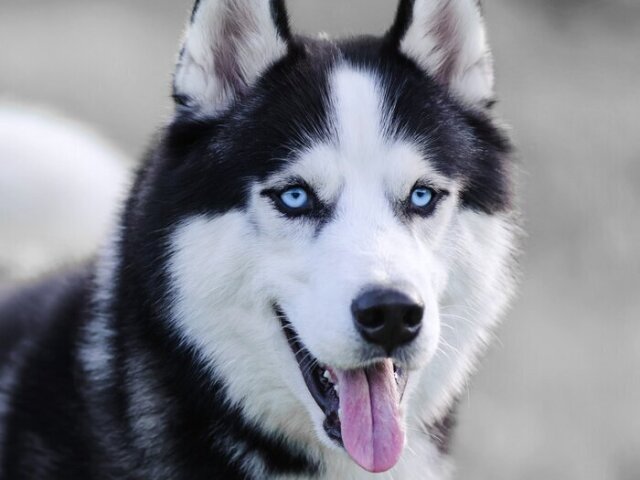 Husky siberiano