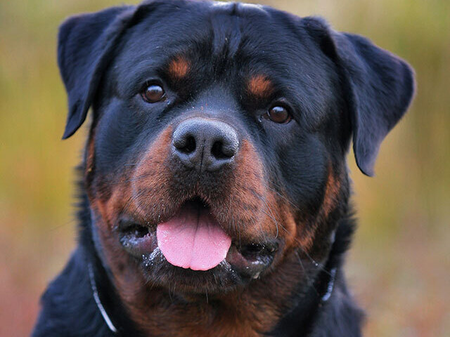 Rottweiler