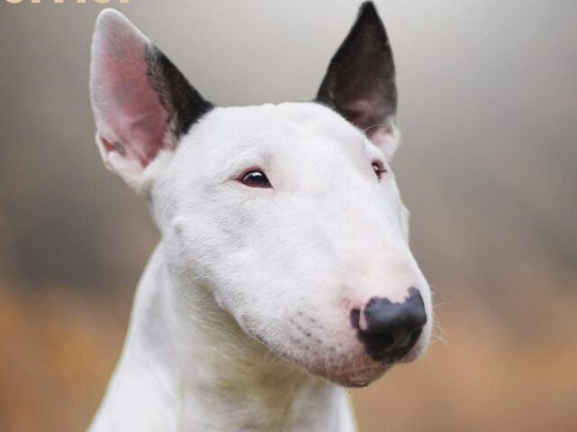 Bull terrier