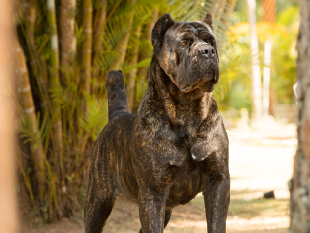 Cane corso