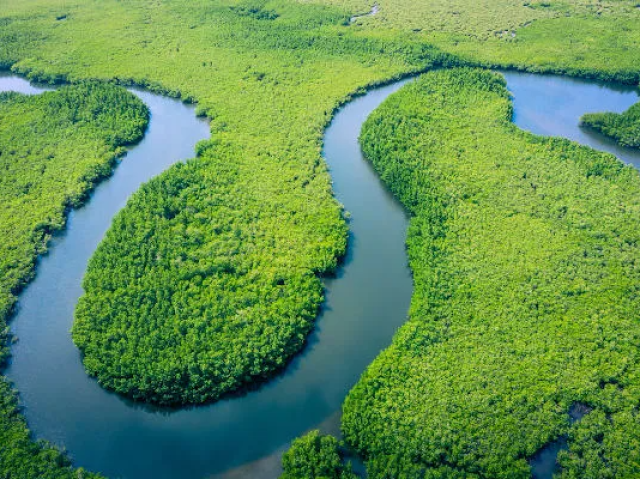 Vegetações do planeta