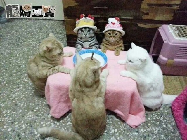 com os amigos