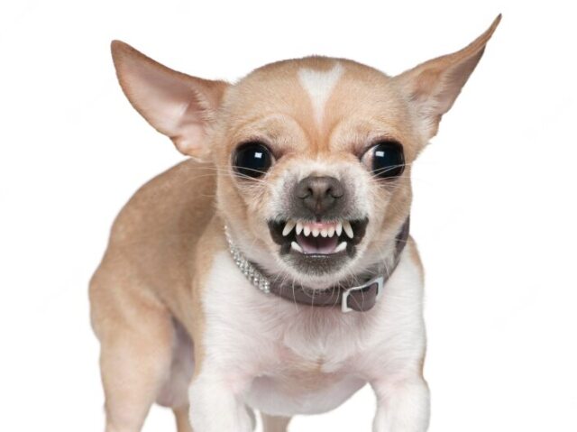 Chihuahua / Raivoso / Estressado