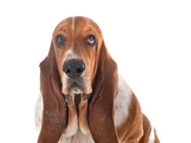Basset Hound / Calmo / Não liga pra nada.
