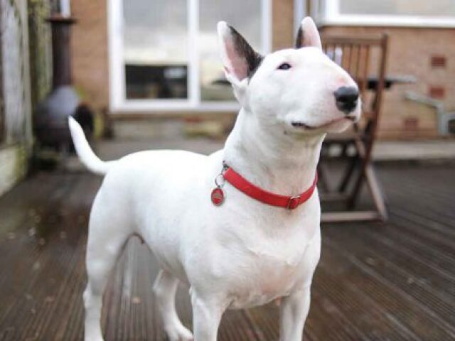 Bull Terrier / Teimoso /