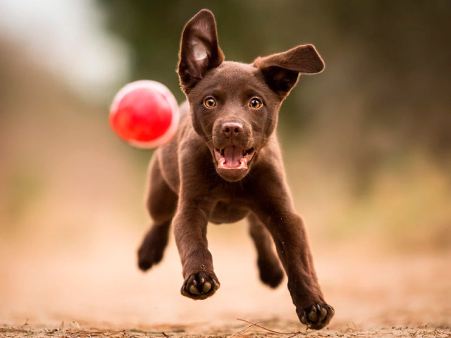 Labrador / brincalhão / Divertido