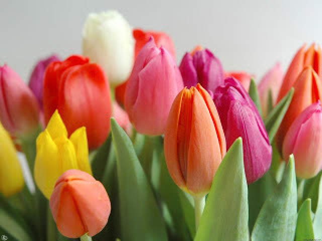 Tulipa