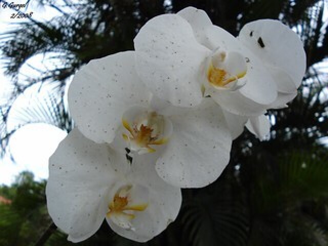 Orquídea