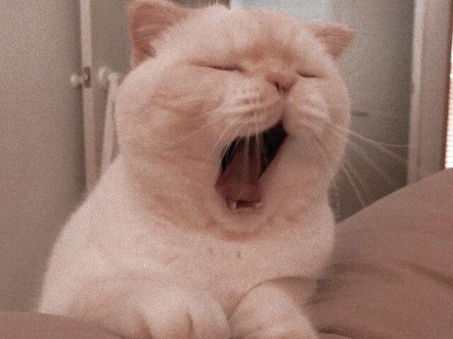 Gato🐈⬛