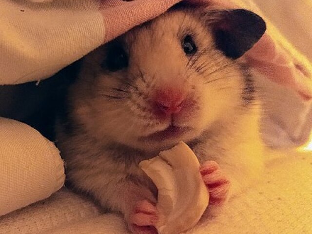 Hamisti🐹