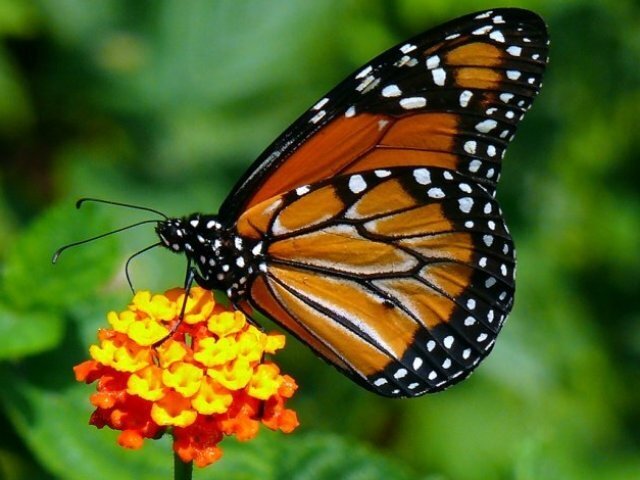 Borboleta