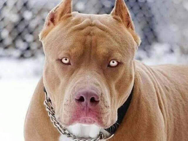 Pit Bull