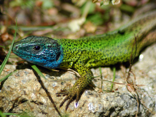 Lagarto