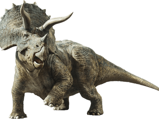 Triceratops