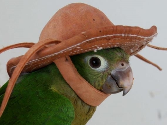 Cocota