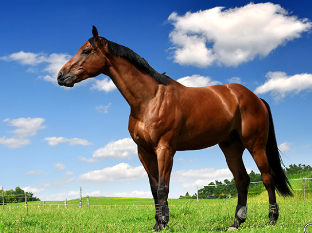 Cavalo!