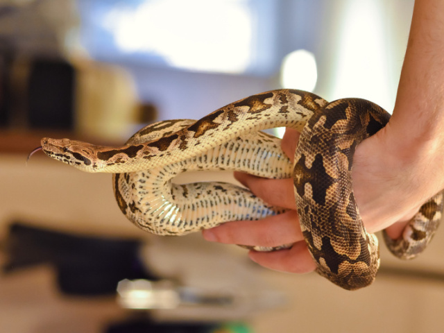 Cobra