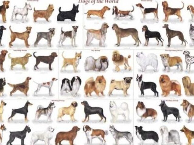 Você conhece raças de cães?