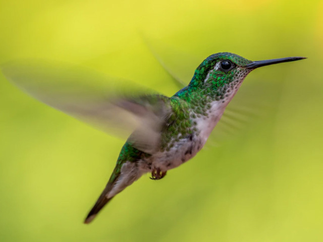 🐦beija-flor🐦