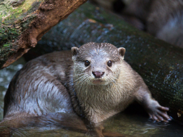 🦦lontra🦦