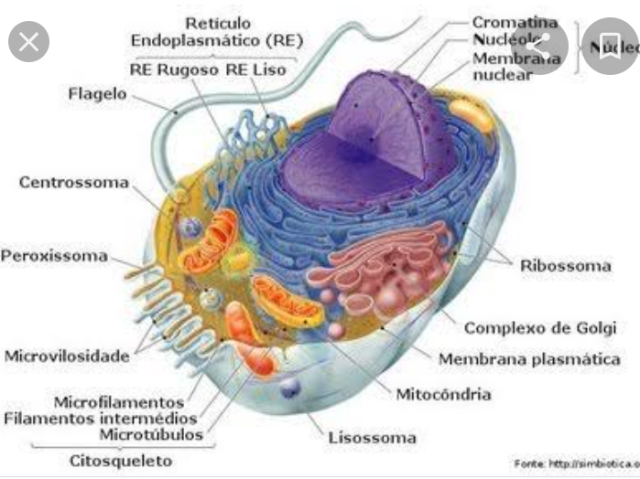 Citoplasma