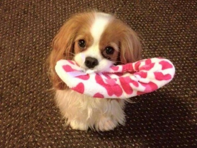 Cavalier king