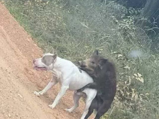 Cachorro e porco