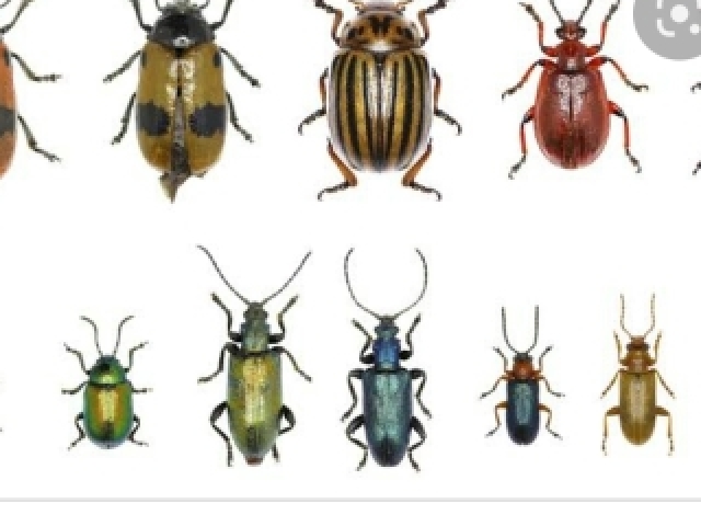 Besouro 🐞