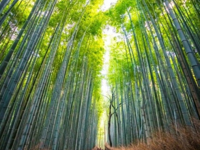 Bosque de bambu