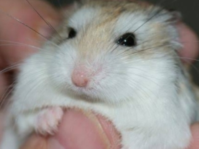 Hamster hoborowisk