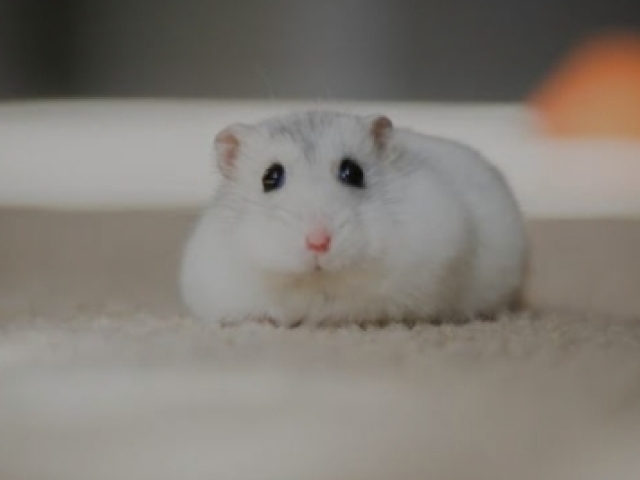 Hamster chinês