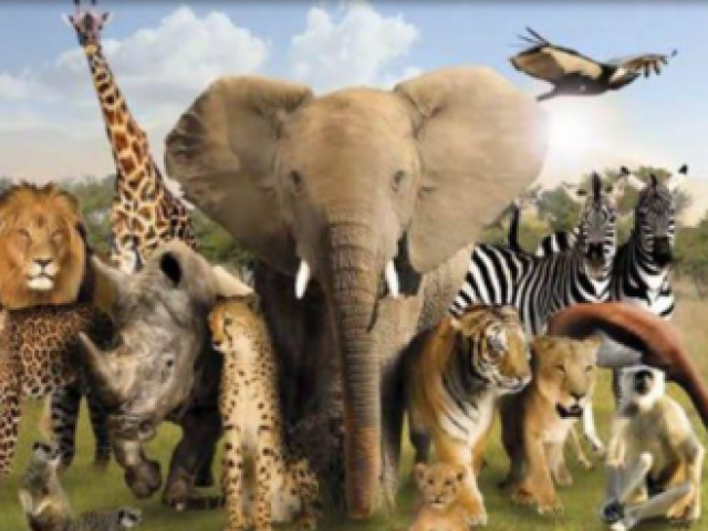 Quiz dos animais 2!