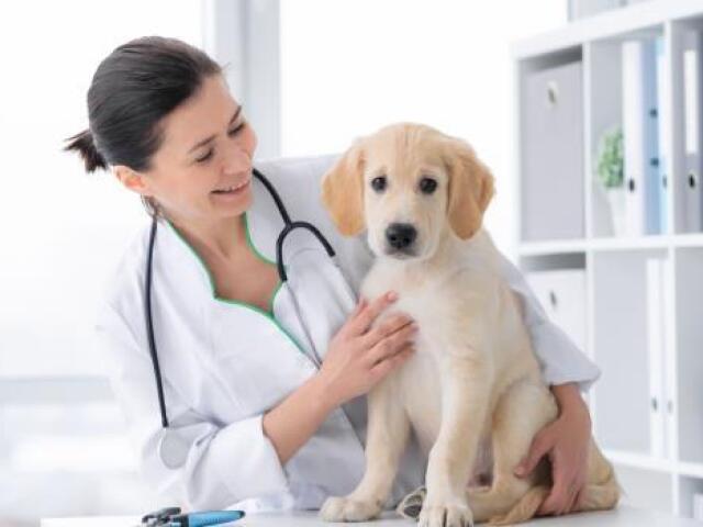 Veterinário