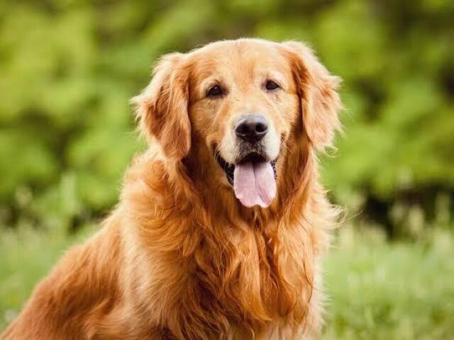 Golden Retriver