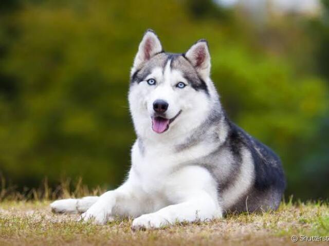 Husky Siberiano