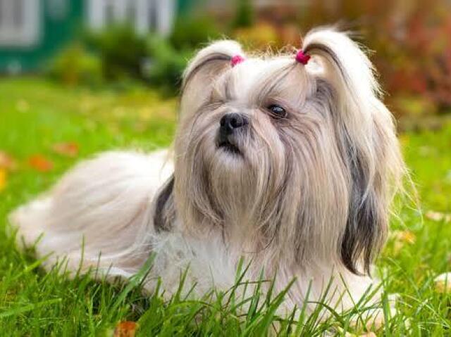 Shih tzu