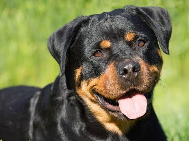 Rottweiler