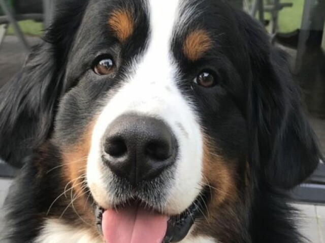 Cachorro,pois ela ama seu lindo york shire pingo