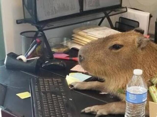 Capivara