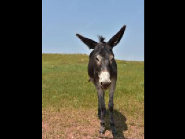 Burro