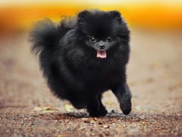 Spitz Alemão