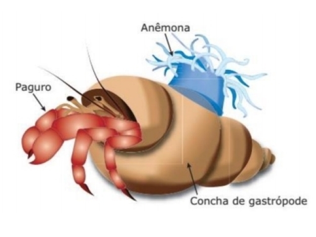 Protocooperação